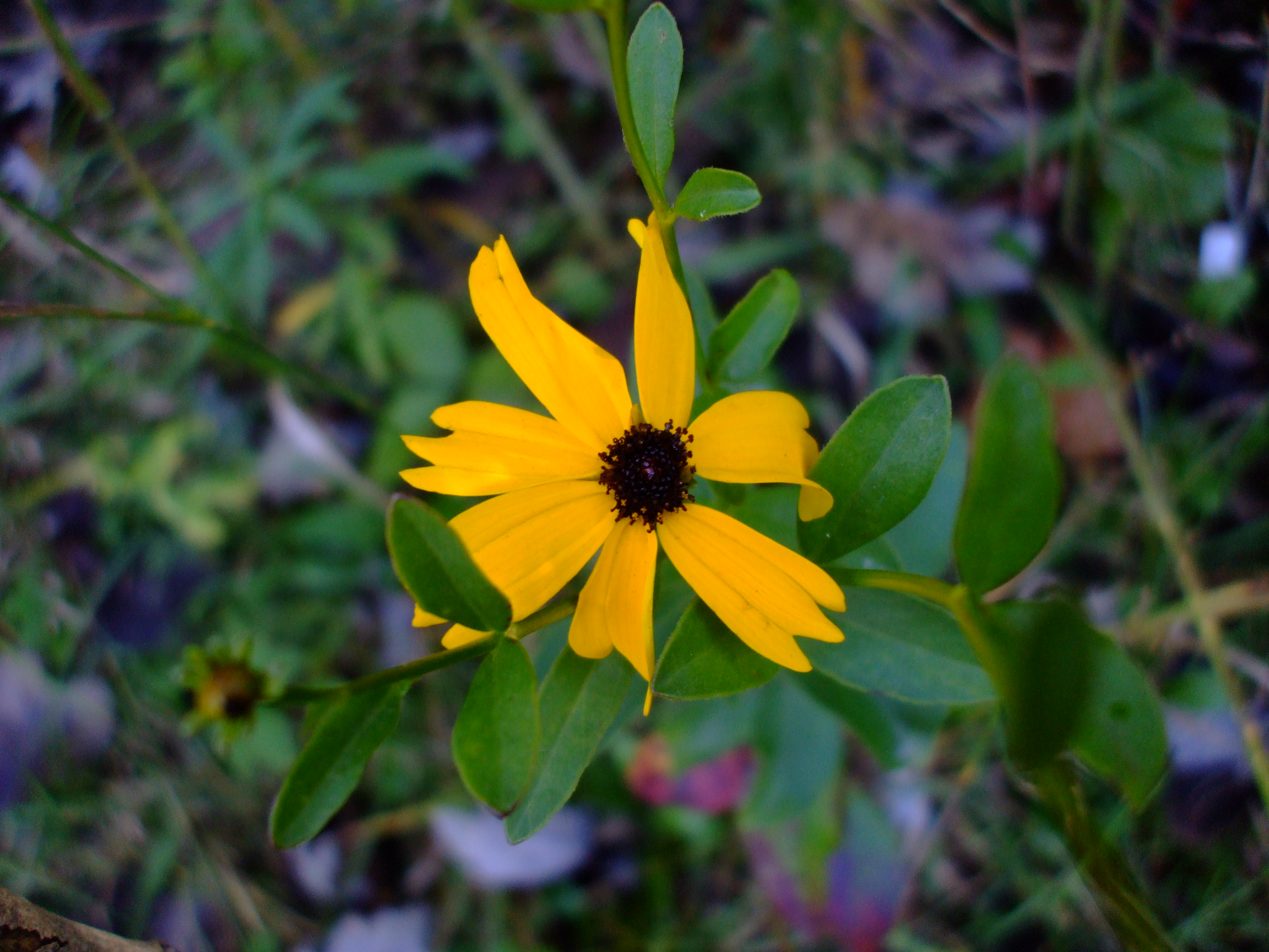 Coreopsis integrifolia